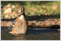 Geai au bain-08801